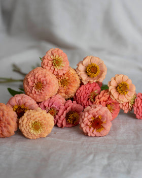 Zinnia 'Oklahoma Salmon' fröer