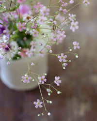 Sommer Harso Rosa Samen