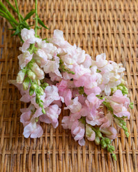 Leijongap Costa Silver Samen