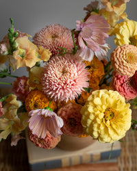 Sommeraster Ballon Aprikose Samen