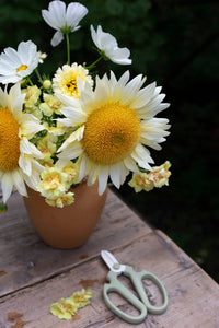 Leijongap Doubleshot Pfirsich Samen