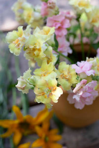 Leijongap Doubleshot Pfirsich Samen