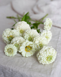 Isotsinnia Oklahoma Weiße Samen