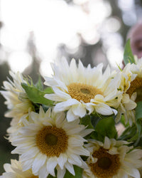 Sonnenblumen Procut® White Lite Samen