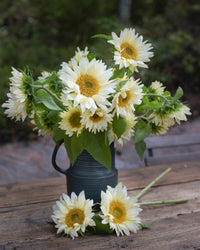 Sonnenblumen Procut® White Lite Samen