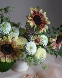 Isotsinnia Oklahoma Weiße Samen