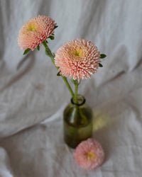 Sommeraster Ballon Aprikose Samen