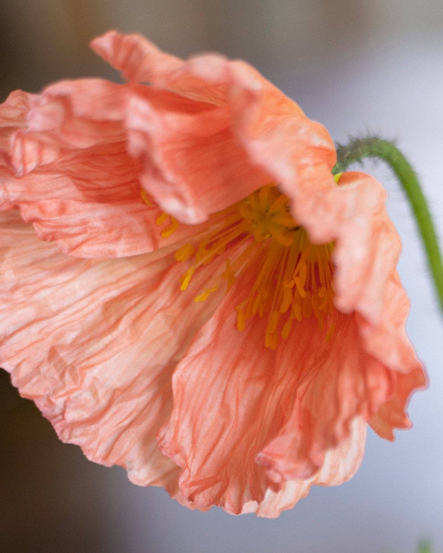 Colibri Poppy Ballerina träumt Samen