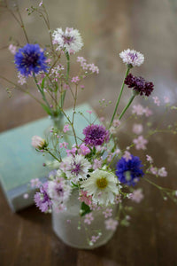 Blaue Kornblume Klassische Magie Samen