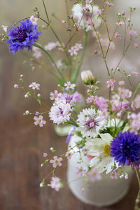 Sommer Harso Rosa Samen