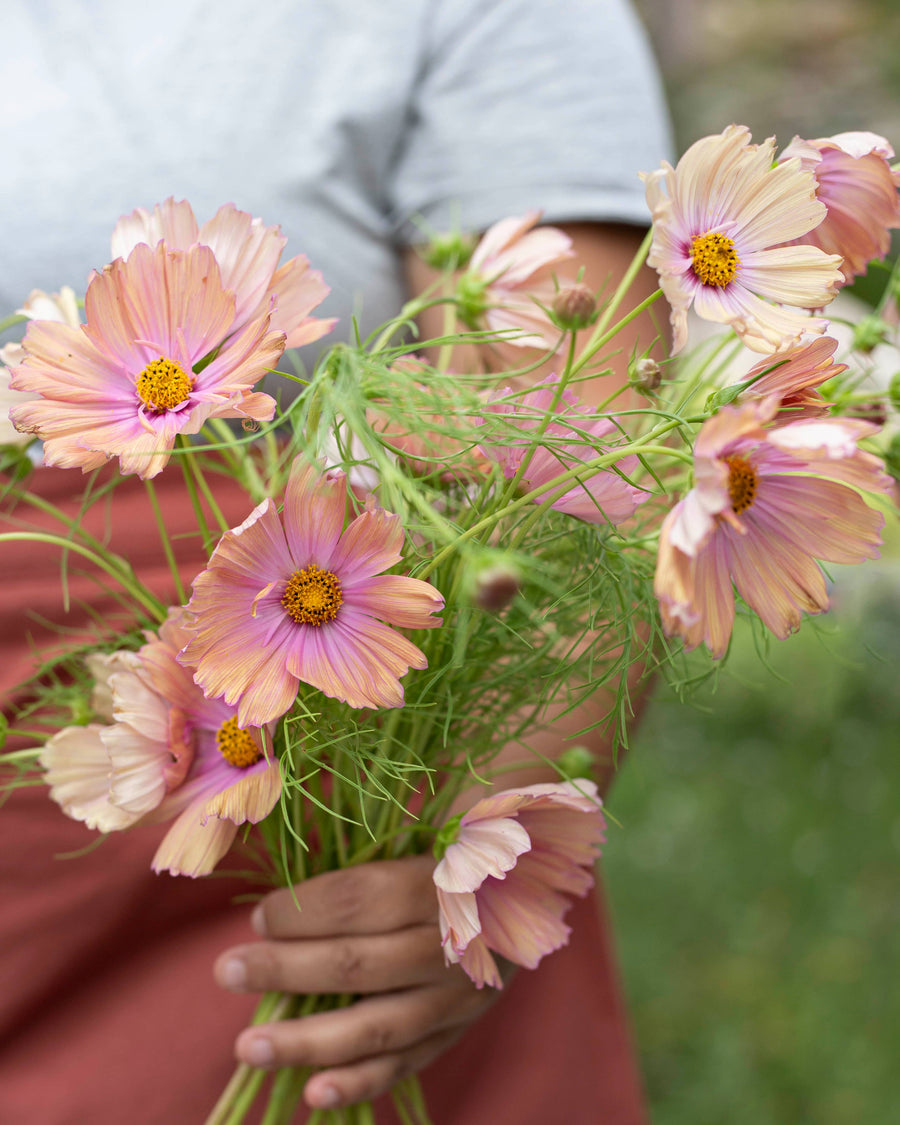 Rose -Schnitt 'Apricotta' Samen