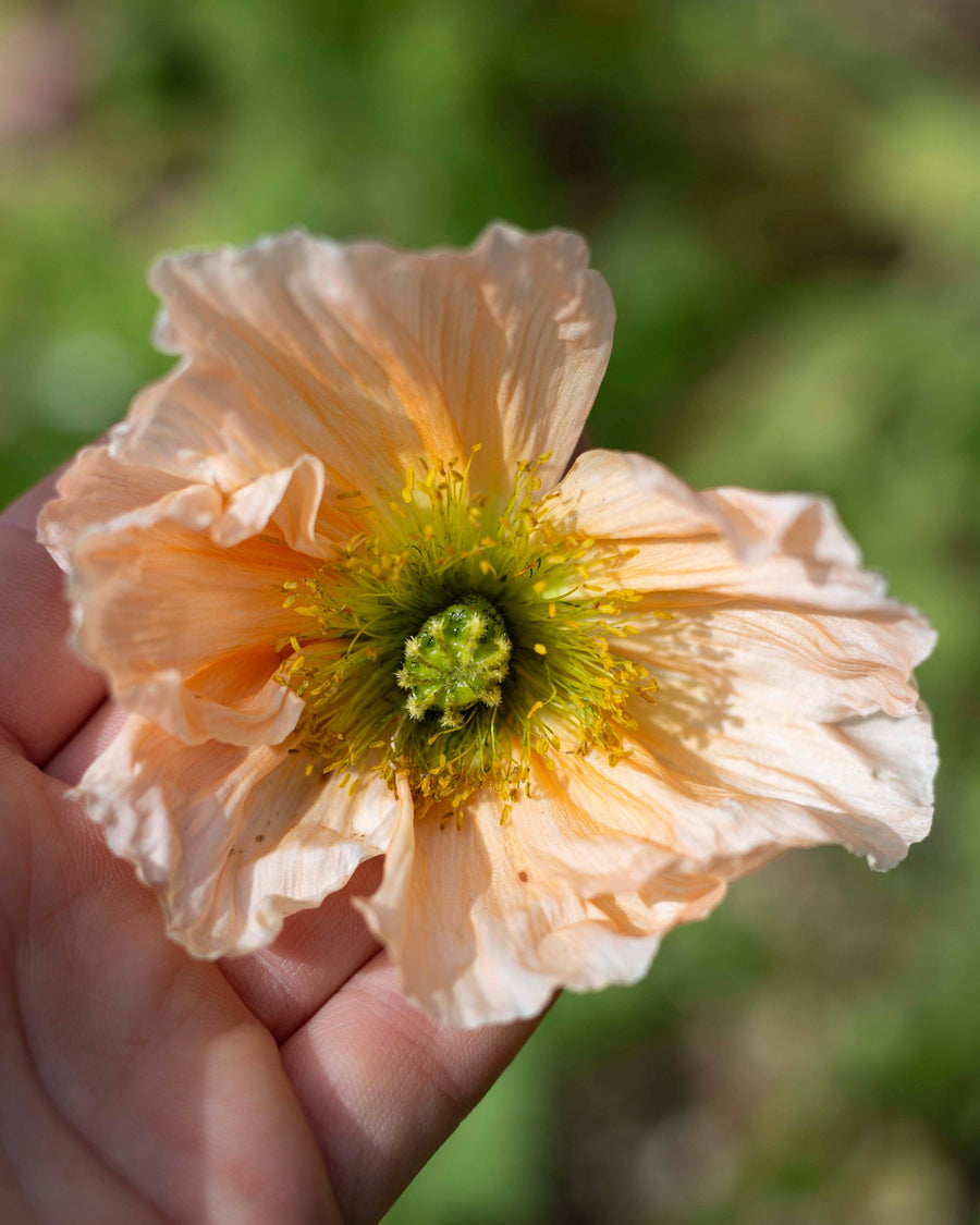 Colibri Poppy Ballerina träumt Samen