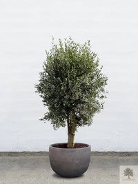Terrakotta-Blumentopf grau - niedrig rund - 64-120 cm 