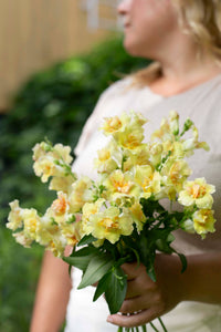 Leijongap Doubleshot Pfirsich Samen