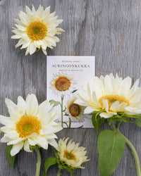 Sonnenblumen Procut® White Lite Samen