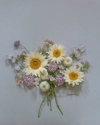 Sonnenblumen Procut® White Lite Samen