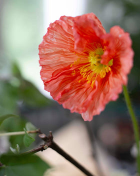 Colibri Poppy Ballerina träumt Samen