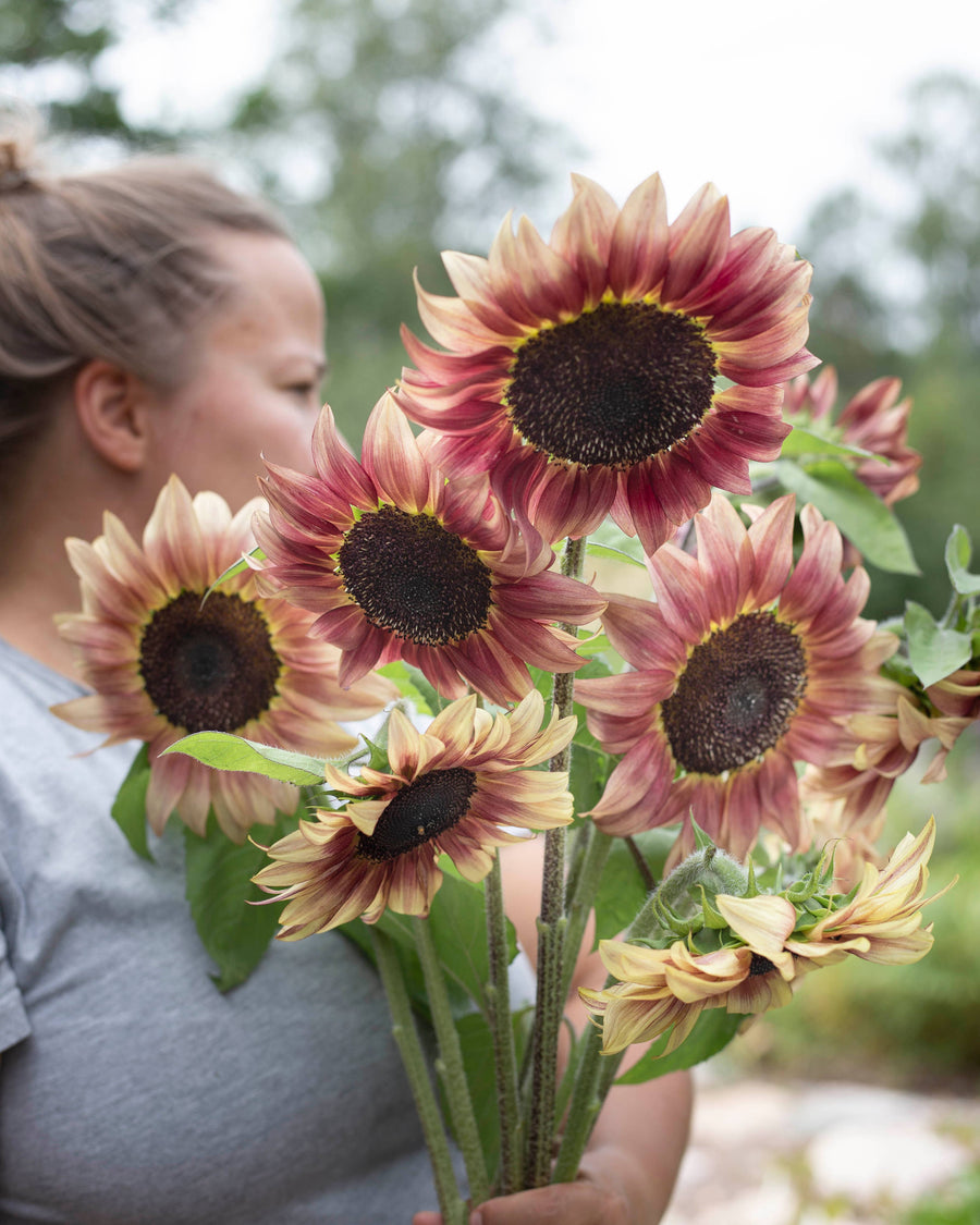 Sonnenblumensamenprofi geschnittene Pflaumensamen geschnitten