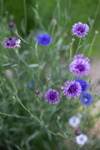Blaue Kornblume Klassische Magie Samen