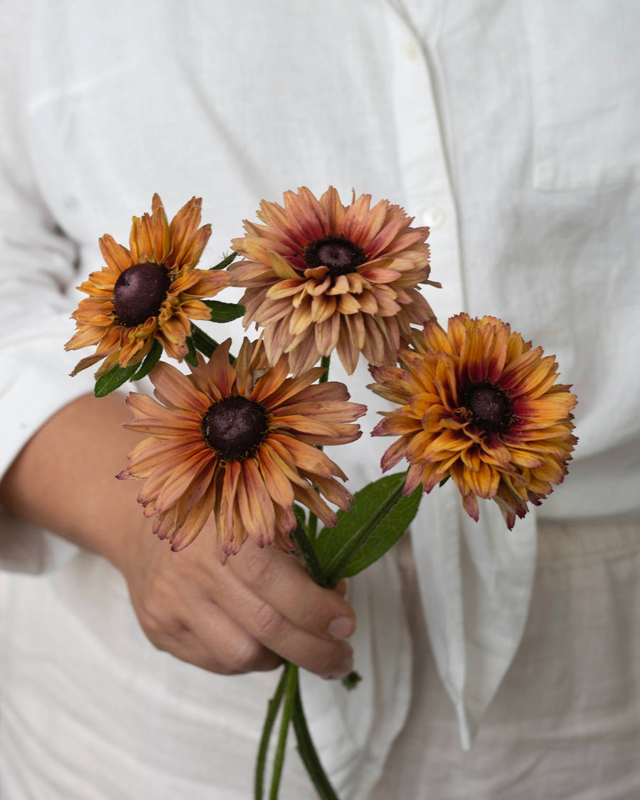 Sommer Rudbeckia Samen