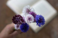 Blaue Kornblume Klassische Magie Samen