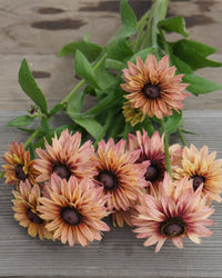 Sommer-Rudbeckia Samen