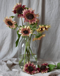 Sonnenblumenkerne Pro Cut Plum Samen