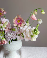 Rosenskära 'Apricotta' Samen