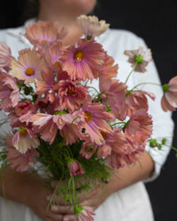 Rosenskära 'Apricotta' Samen