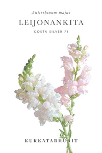 Leijongap Costa Silver Samen