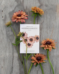 Sommer-Rudbeckia Samen