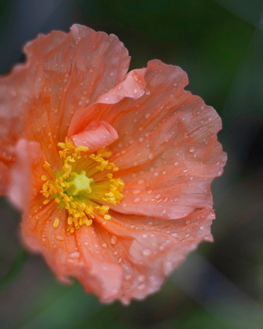 Colibri Poppy Ballerina träumt Samen