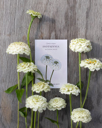 Isotsinnia Oklahoma Weiße Samen