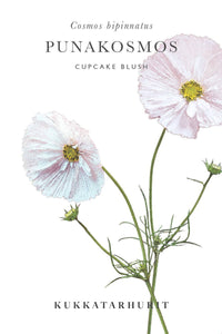 Rosenskära Cupcake Blush Samen