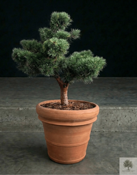 Terrakottatopf - Siena - 58 cm Durchmesser - 50 cm Höhe 