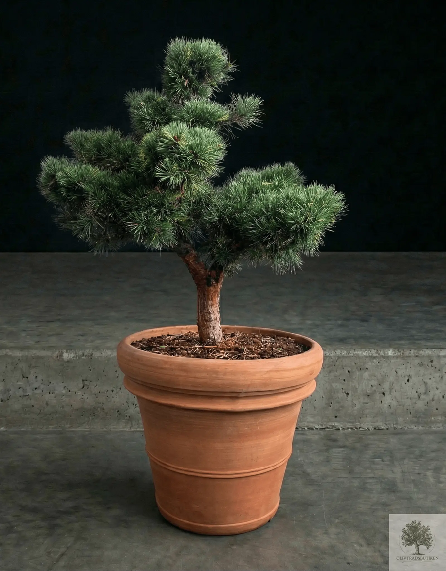 Terrakottatopf - Siena - 58 cm Durchmesser - 50 cm Höhe 