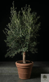 Terrakottatopf - Siena - 58 cm Durchmesser - 50 cm Höhe 