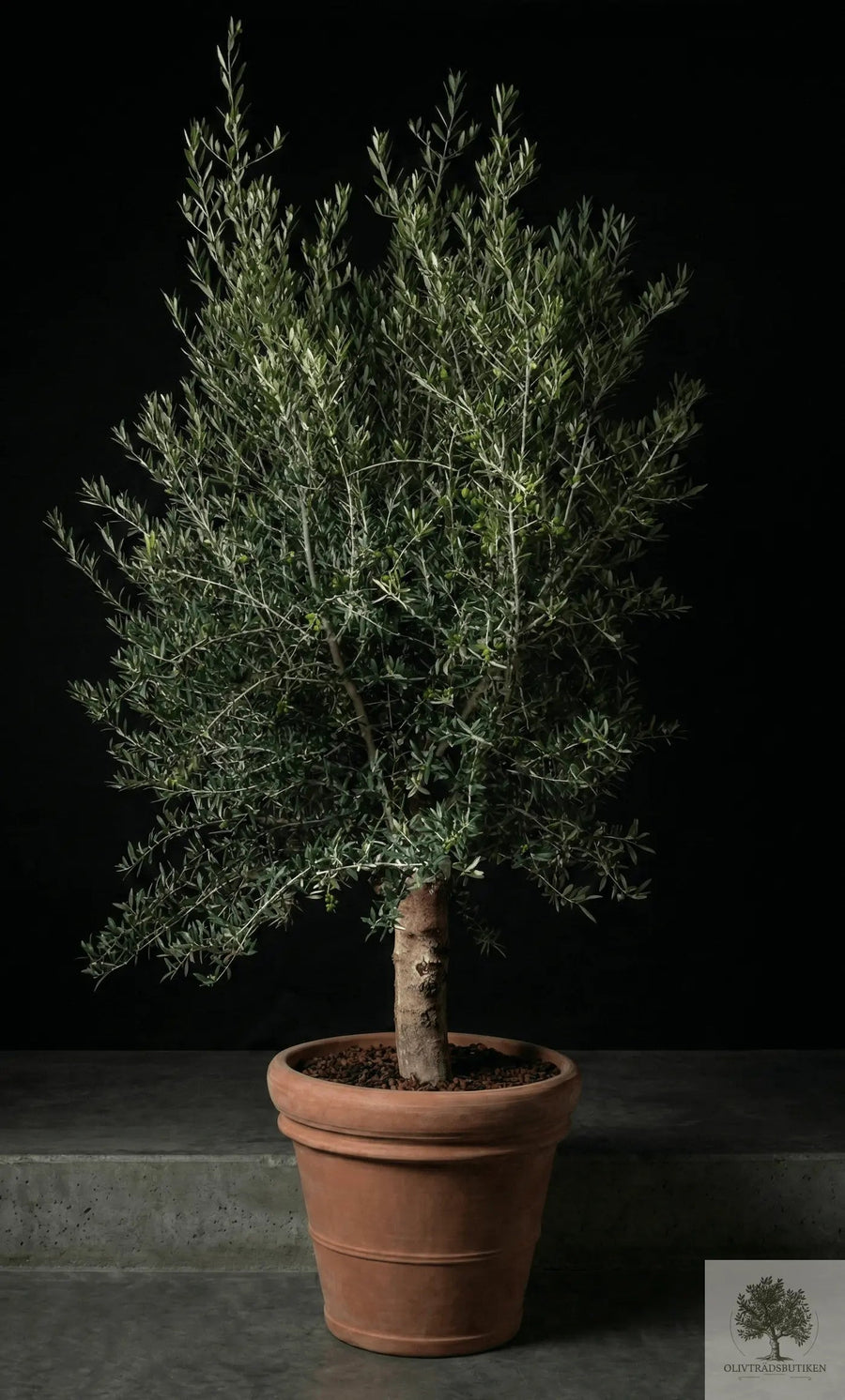 Terrakottatopf - Siena - 58 cm Durchmesser - 50 cm Höhe 