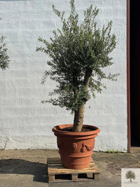 Terrakottatopf - Impruneta Garland - 80 cm Durchmesser - 62 cm Höhe 