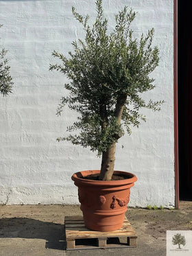 Terrakottatopf - Impruneta Garland - 80 cm Durchmesser - 62 cm Höhe 