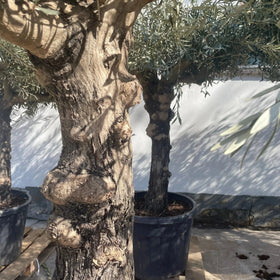 Olivenbaum Olea Europaea 40 Jahre - Medium