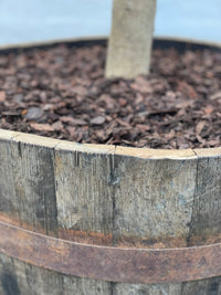 Olivenbaum 25 Jahre, gepflanzt in einem halben Weinfass