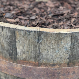 Olivenbaum 25 Jahre, gepflanzt in einem halben Weinfass