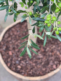 Olivenbaum 25 Jahre, gepflanzt in einem halben Weinfass