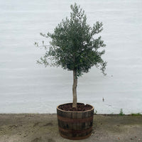 Olivenbaum 25 Jahre, gepflanzt in einem halben Weinfass