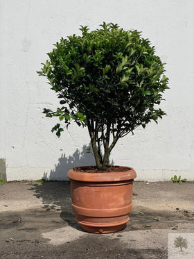 Terrakottatopf - Barile Liscio - 60 cm Durchmesser - 51 cm Höhe 