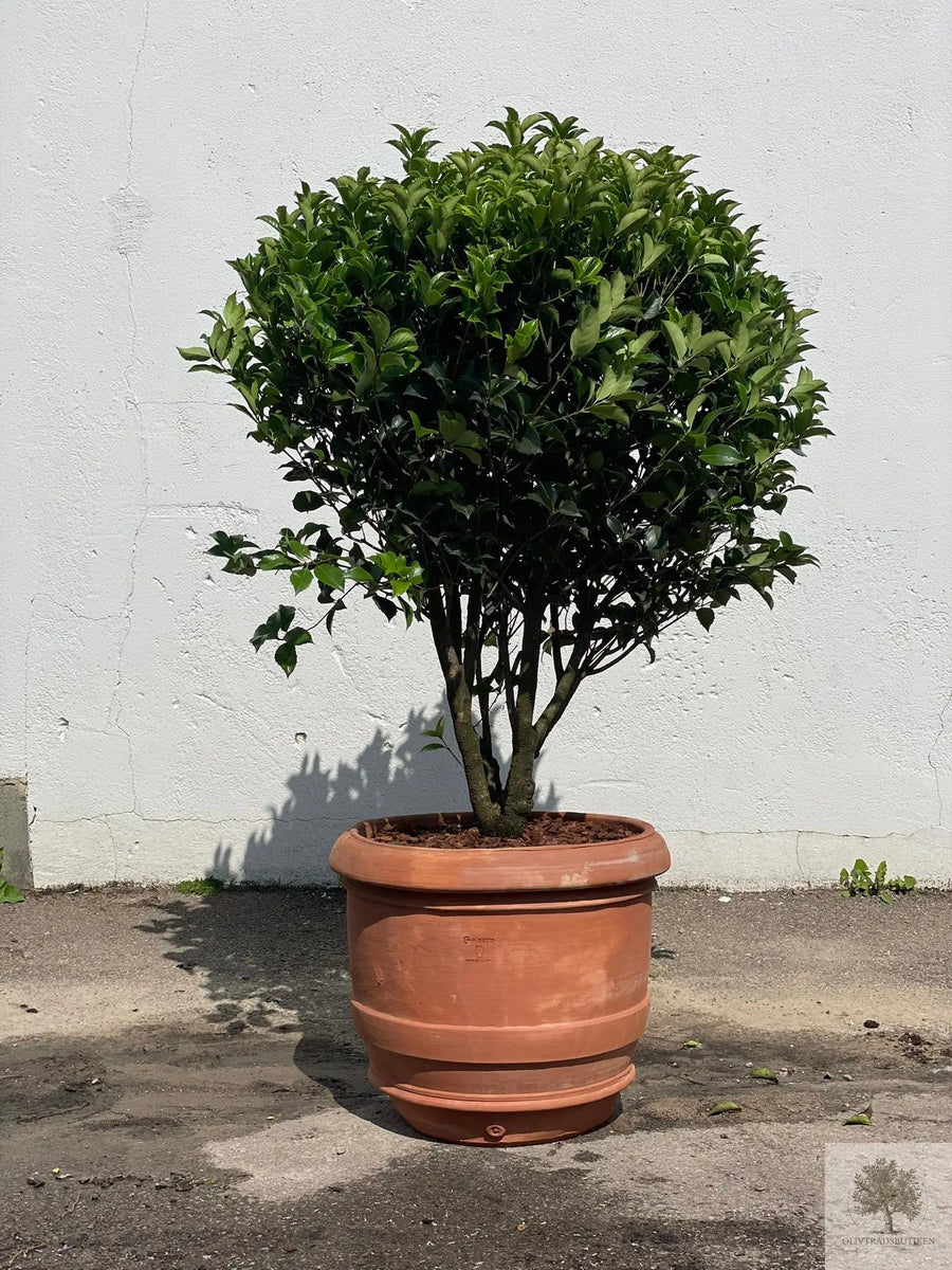 Terrakottatopf - Barile Liscio - 60 cm Durchmesser - 51 cm Höhe 