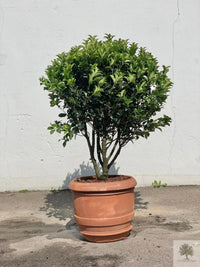 Terrakottatopf - Barile Liscio - 60 cm Durchmesser - 51 cm Höhe 
