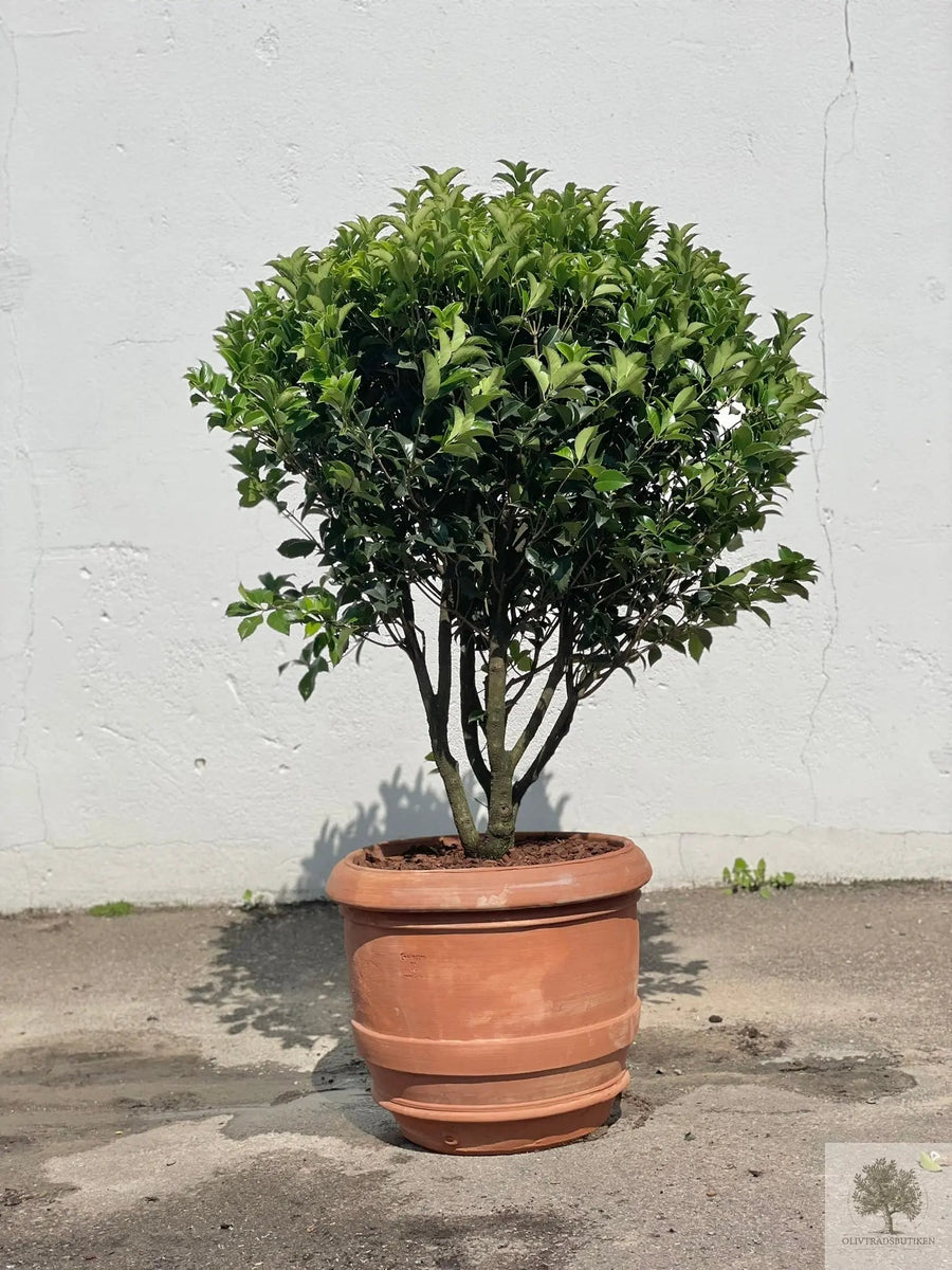 Terrakottatopf - Barile Liscio - 60 cm Durchmesser - 51 cm Höhe 