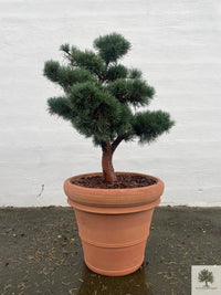 Terrakottatopf - Toscana - 70 cm Durchmesser - 58 cm Höhe 